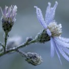 Frosted flower